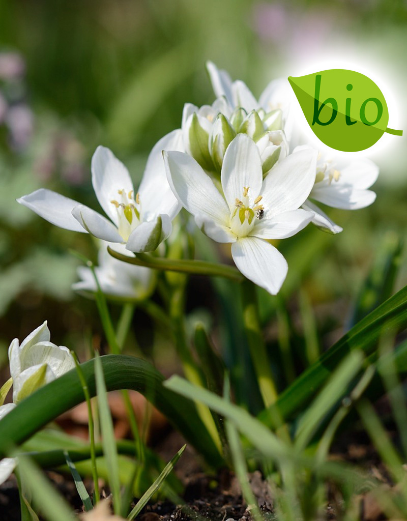 Vogelmelk (breedbladige)  Ornithogalum balansae (Breedbladige vogelmelk) - Stinzenplant , BIO - AANBIEDING