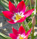 Tulp  Tulipa 'Tiny Timo', BIO - AANBIEDING
