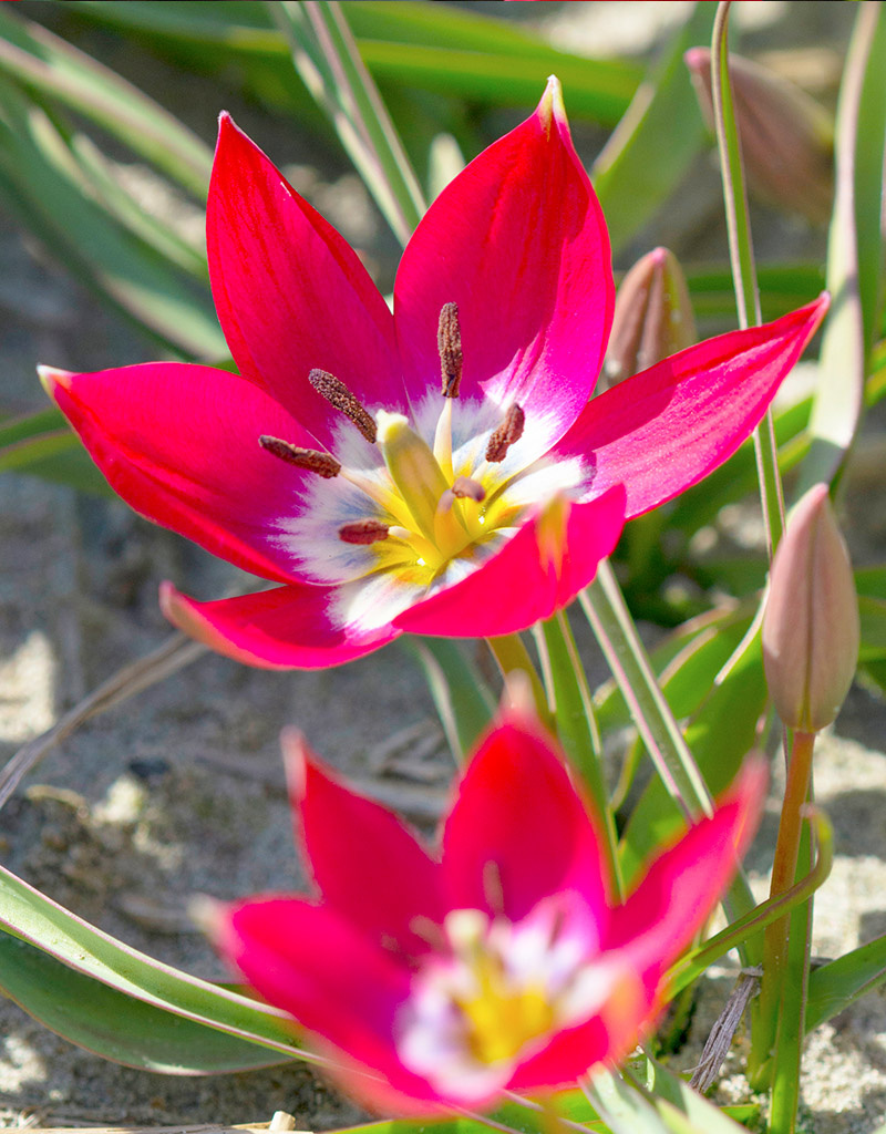 Tulp  Tulipa 'Tiny Timo', BIO - AANBIEDING