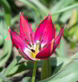 Tulp  Tulipa 'Tiny Timo', BIO - AANBIEDING