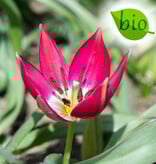 Tulp  Tulipa 'Tiny Timo', BIO - AANBIEDING