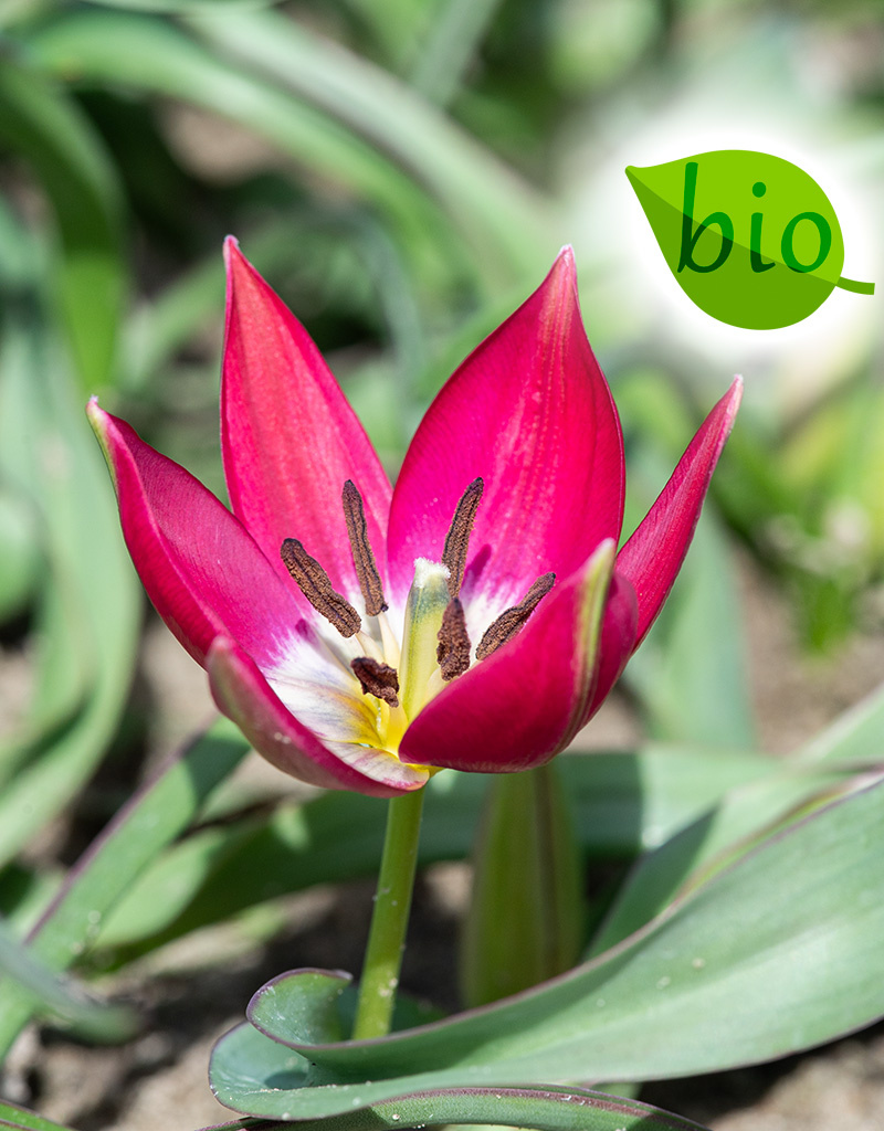 Tulp  Tulipa 'Tiny Timo', BIO - AANBIEDING