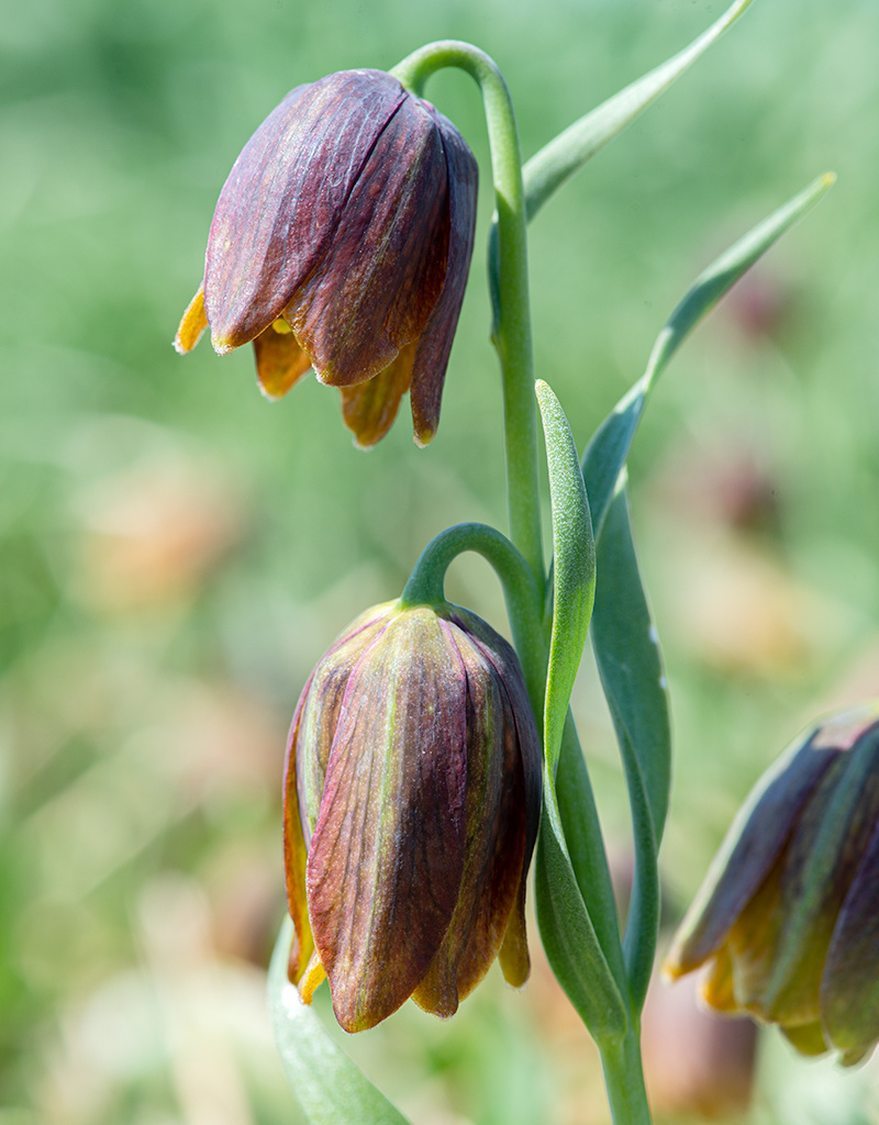 Kievitsbloem  Fritillaria davisii (Griekse kievitsbloem) - AANBIEDING