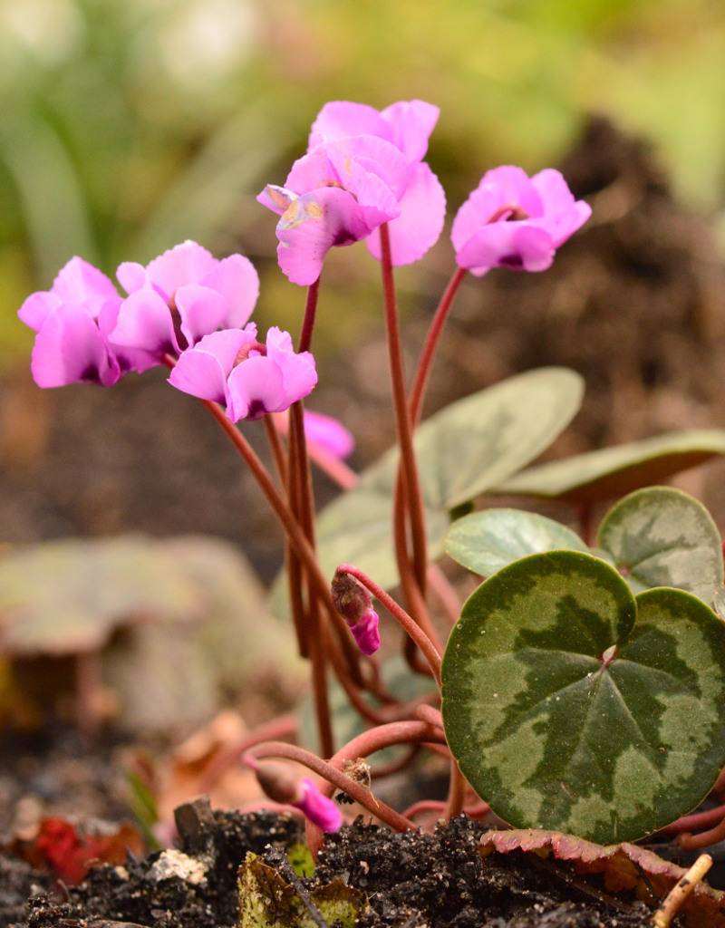 Cyclaam (voorjaar)  Cyclamen coum (Kleine cyclaam) - AANBIEDING