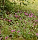 Cyclaam (voorjaar)  Cyclamen coum (Kleine cyclaam) - AANBIEDING