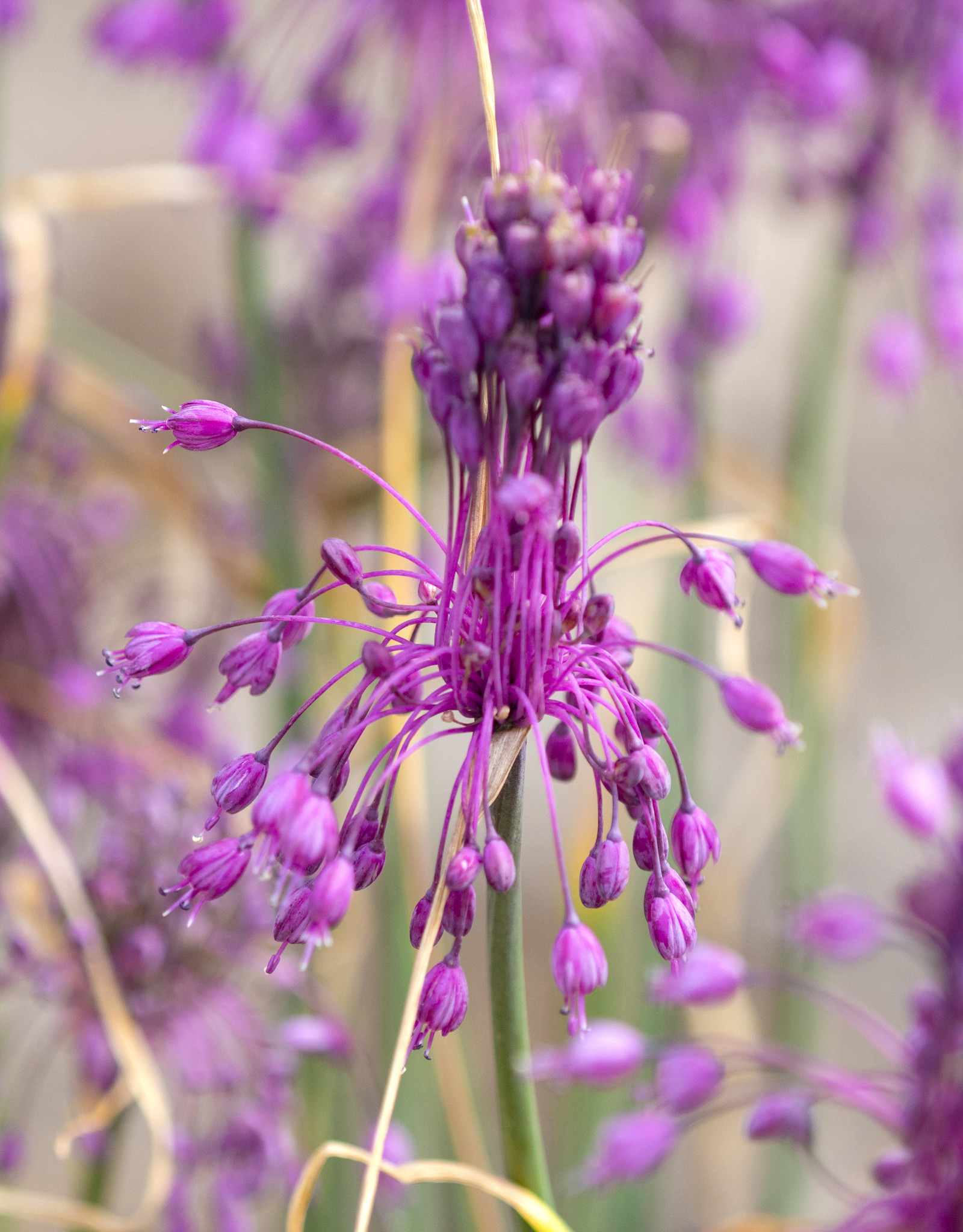 Look  Allium carinatum ssp. pulchellum (Berglook, of Geschubd look) - AANBIEDING