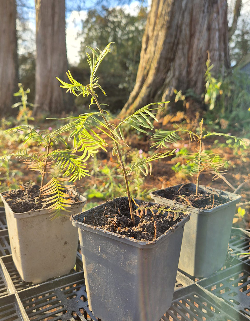 Watercipres Metasequoia glyptostroboides (watercipres)