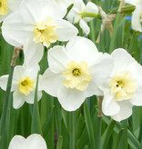 Narcis  Narcissus 'Papillon Blanc', BIO - AANBIEDING
