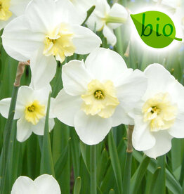 Narcis  Narcissus 'Papillon Blanc', BIO - AANBIEDING