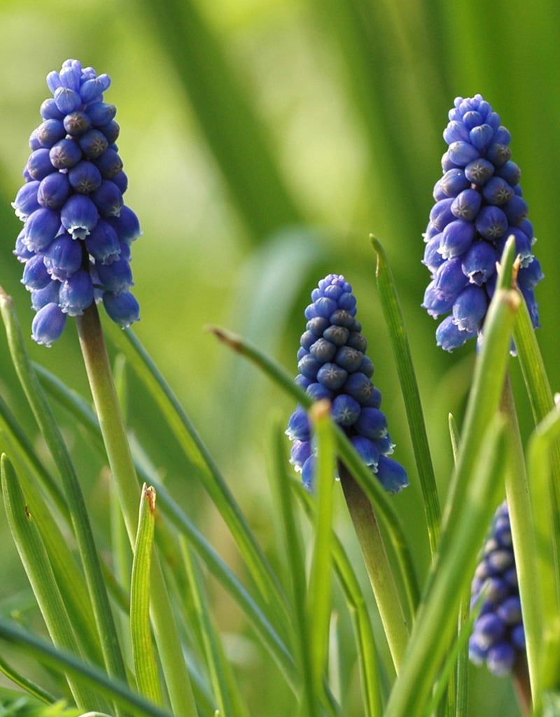 Blauwe druifjes  Muscari botryoides 'Superstar' (Blauwe druifjes) - Stinzenplant - AANBIEDING