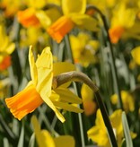 Narcis  Narcissus 'Jetfire', BIO - AANBIEDING