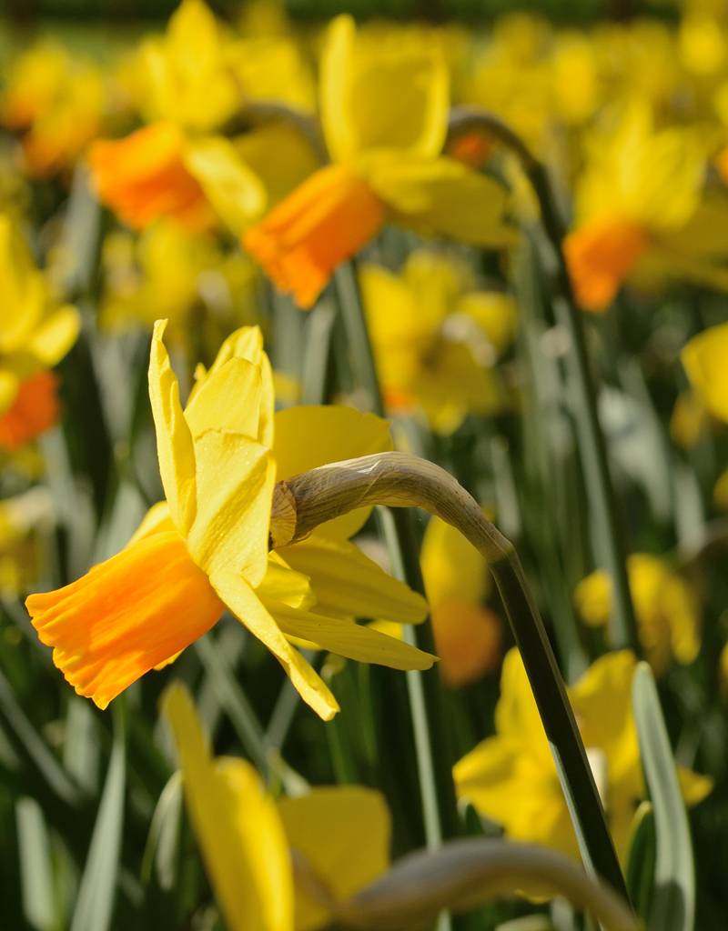 Narcis  Narcissus 'Jetfire', BIO - AANBIEDING