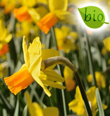 Narcis  Narcissus 'Jetfire', BIO - AANBIEDING