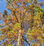Watercipres Metasequoia glyptostroboides (watercipres)
