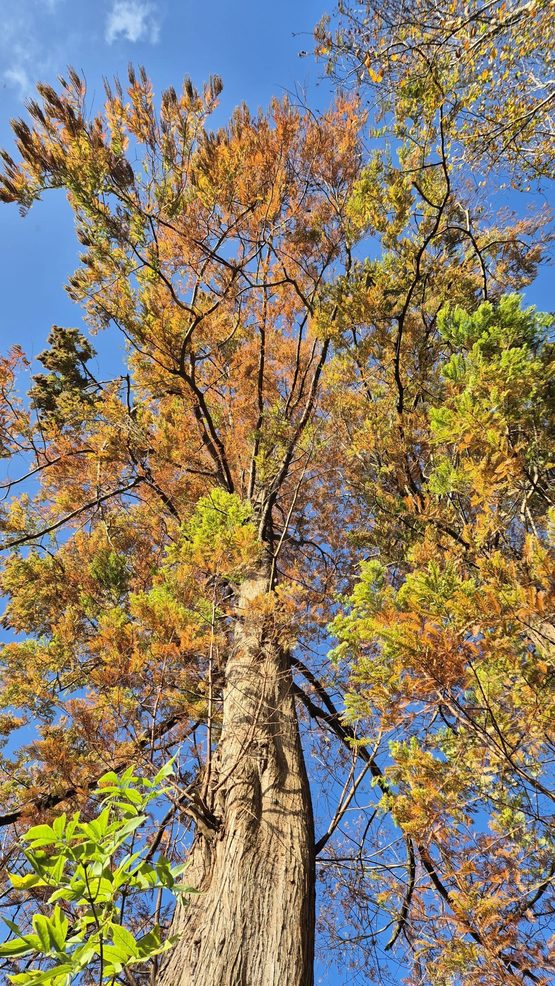 Watercipres Metasequoia glyptostroboides (watercipres)