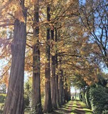 Watercipres Metasequoia glyptostroboides (watercipres)
