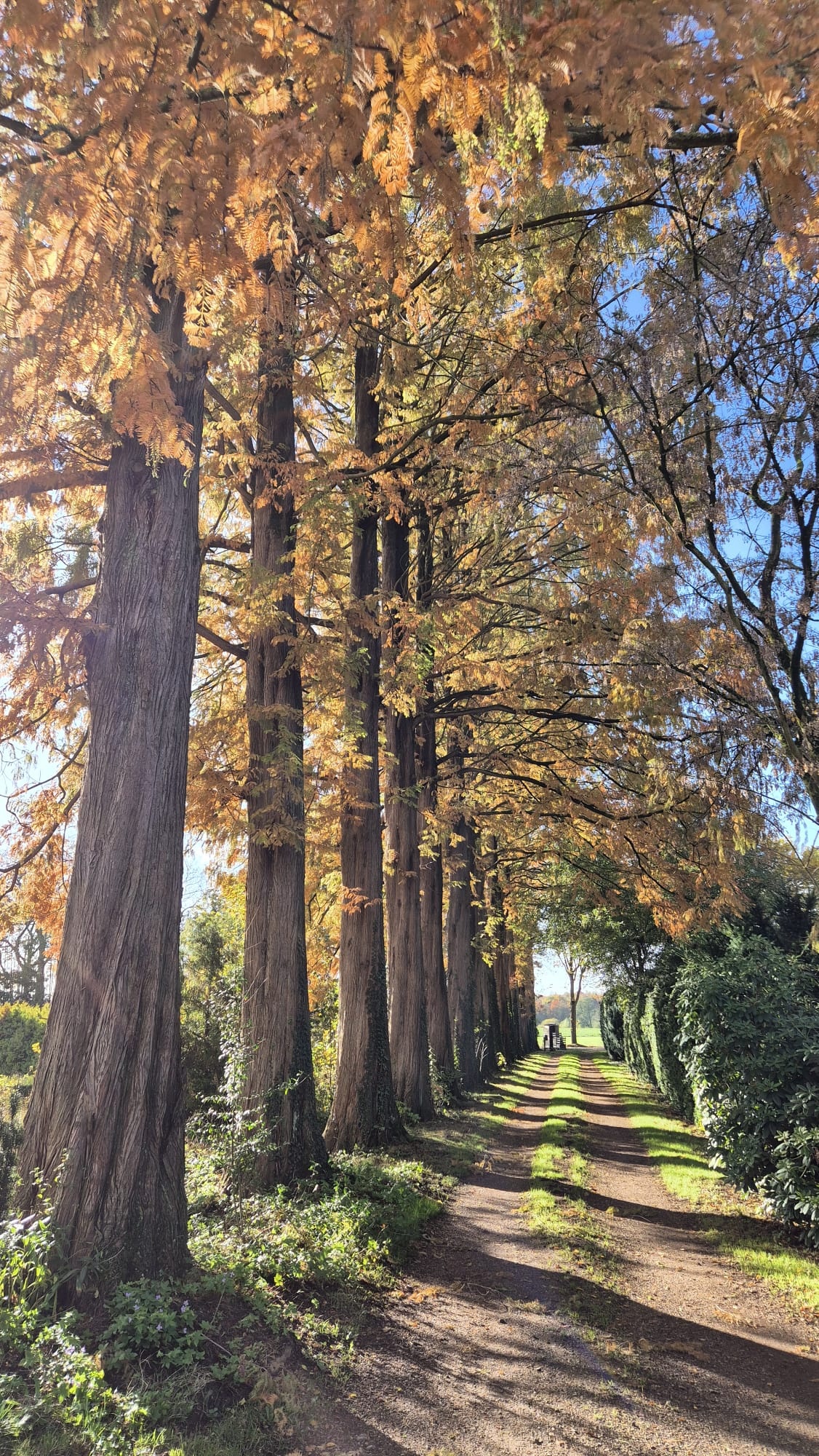 Watercipres Metasequoia glyptostroboides (watercipres)