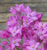 Look  Allium oreophilum (Roze knuffeltjes) - AANBIEDING