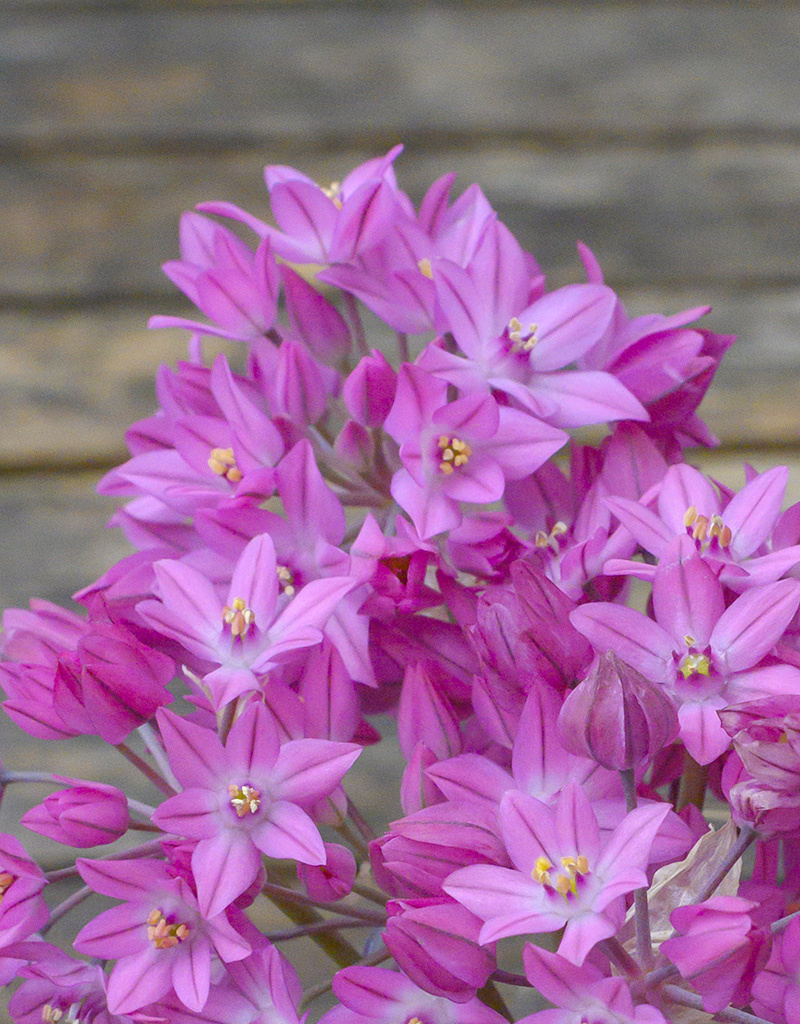 Look  Allium oreophilum (Roze knuffeltjes) - AANBIEDING