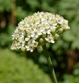Look  Allium nigrum (Zwarte look) - AANBIEDING