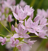 Look  Allium unifolium (Amerikaans look) - AANBIEDING