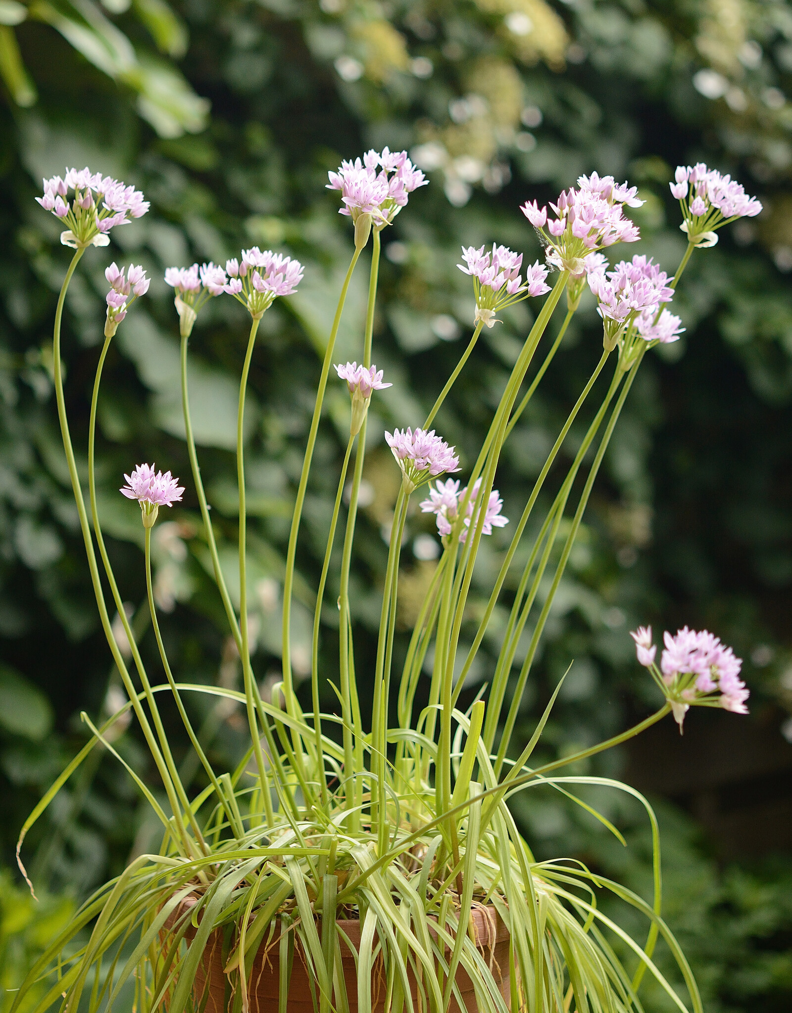 Look  Allium unifolium (Amerikaans look) - AANBIEDING