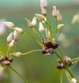 Look  Allium roseum (Roze knoflook) - AANBIEDING