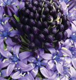 Portugese hyacint Scilla peruviana - AANBIEDING