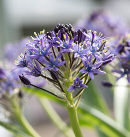 Portugese hyacint Scilla peruviana - AANBIEDING