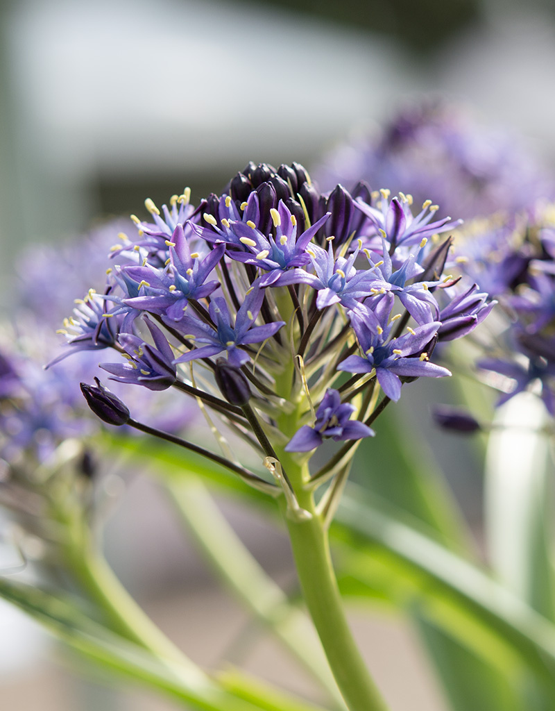 Portugese hyacint Scilla peruviana - AANBIEDING