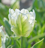 Tulp  Tulipa 'White Rebel', BIO - AANBIEDING