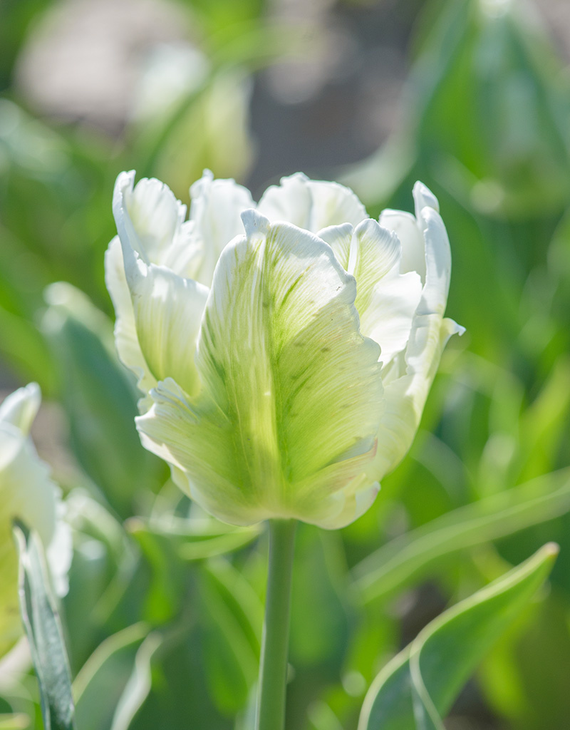 Tulp  Tulipa 'White Rebel', BIO - AANBIEDING