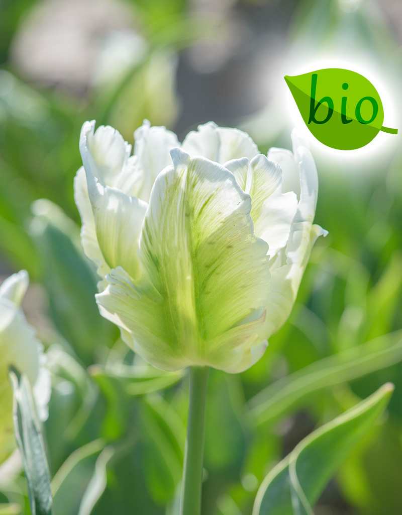 Tulp  Tulipa 'White Rebel', BIO - AANBIEDING