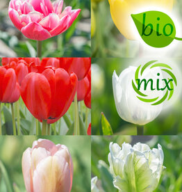 Tulp  Mega Bio Tulpenmengsel