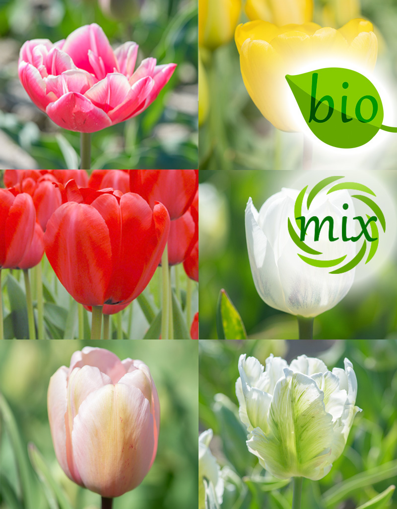 Tulp  Mega biologisch tulpenmengsel