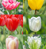 Tulp  Mega biologisch tulpenmengsel