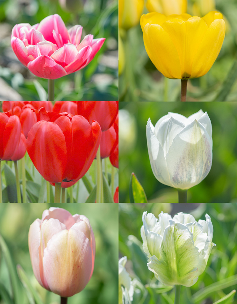 Tulp  Mega biologisch tulpenmengsel