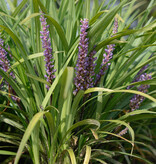 Leliegras  Liriope muscari 'Super Blue' (Leliegras) (directe levering)