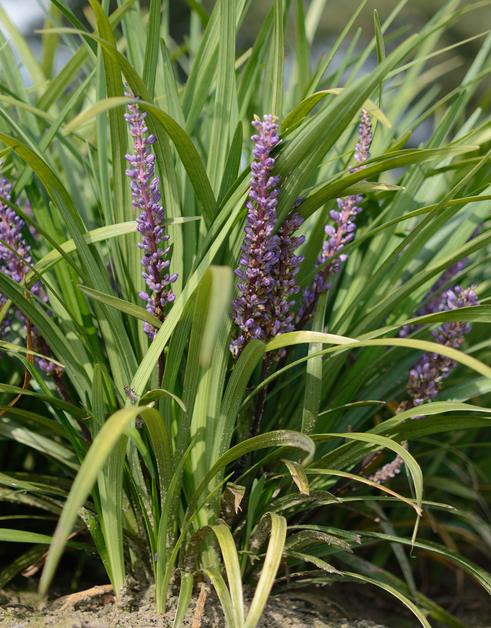 Leliegras  Liriope muscari 'Super Blue' (Leliegras) (directe levering)