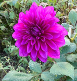 Dahlia  Dahlia 'Le Baron', BIO