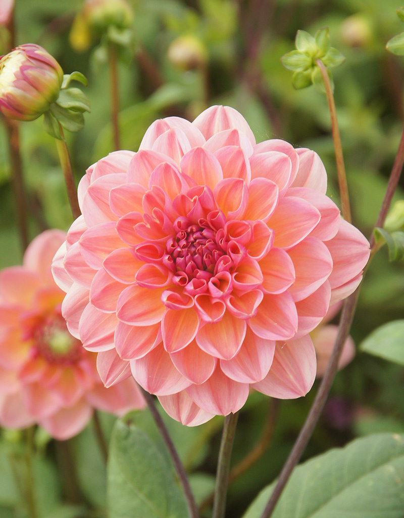 Dahlia  Dahlia 'Phyllis Farmer', BIO