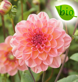 Dahlia  Dahlia 'Phyllis Farmer', BIO