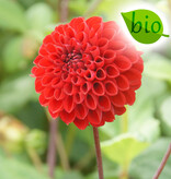 Dahlia  Dahlia 'Viking', BIO