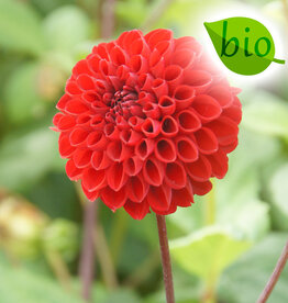 Dahlia  Dahlia 'Viking', BIO