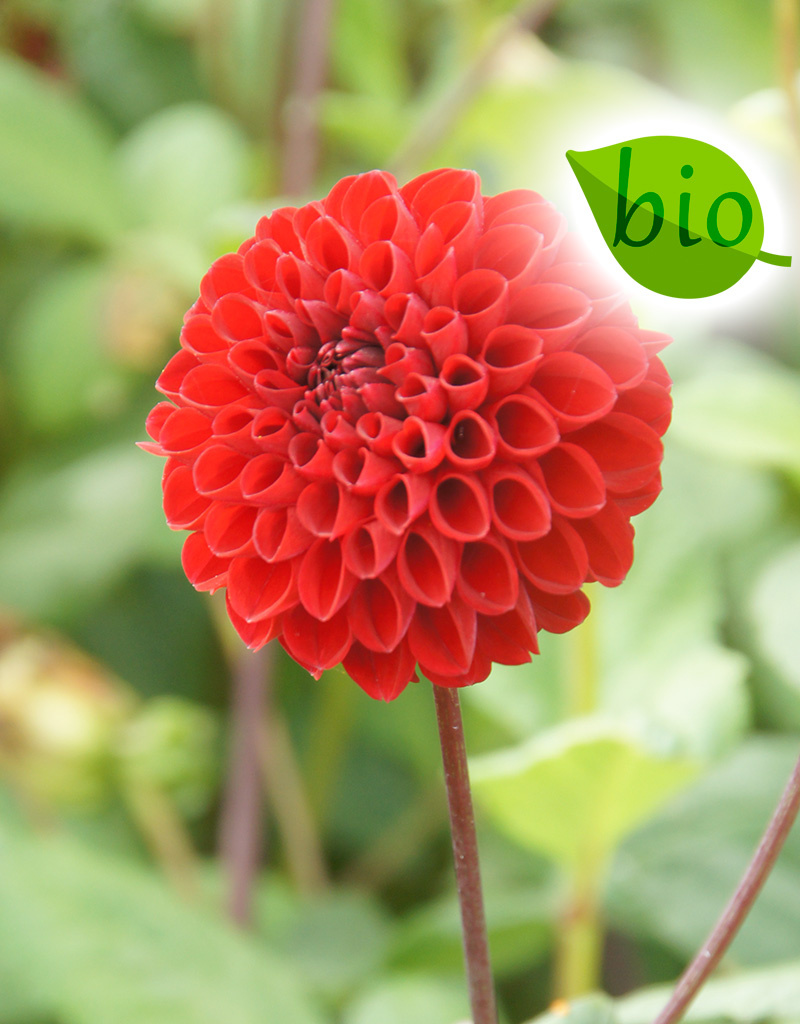 Dahlia  Dahlia 'Viking', BIO