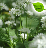 Look (daslook)  Allium ursinum - Natuurlijk geteeld (Daslook) - Stinzenplant (directe levering)