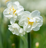 Narcis  Narcissus 'Bridal Crown', BIO - in pot