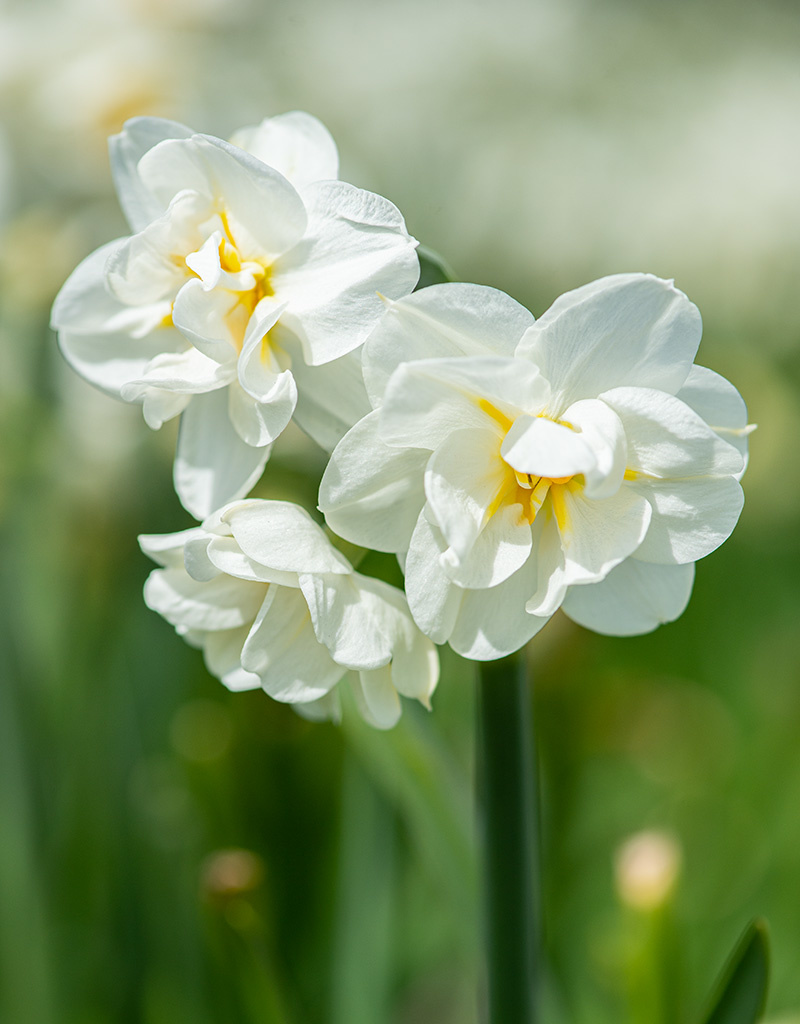 Narcis  Narcissus 'Bridal Crown', BIO - in pot