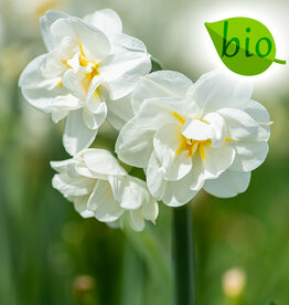 Narcis  Narcissus 'Bridal Crown', BIO - in pot