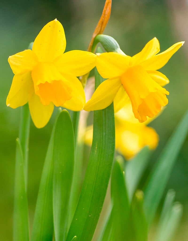 Narcis  Narcissus 'Tête-à-Tête', BIO - in pot